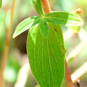 Photographie n°2316756 du taxon Hypericum perforatum L. [1753]