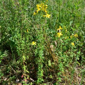 Photographie n°2316757 du taxon Hypericum perforatum L. [1753]