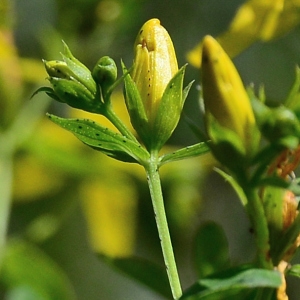 Photographie n°2316787 du taxon Hypericum perforatum L. [1753]