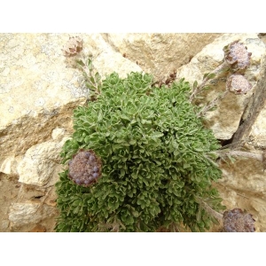 Jasione crispa subsp. arvernensis Tutin (Jasione d'Auvergne)