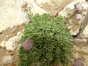 Françoise Peyrissat, le 11 juillet 2019 (Chambon-sur-Lac)