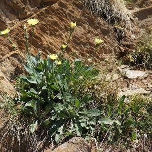 Photographie n°2316853 du taxon Crepis albida Vill. [1779]