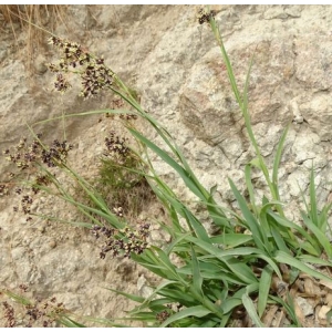 Luzula desvauxii Kunth (Luzule de Desvaux)