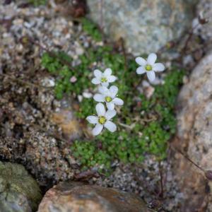 Photographie n°2316921 du taxon Arenaria balearica L. [1768]