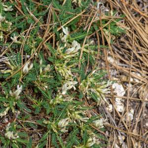 Photographie n°2316922 du taxon Astragalus greuteri Bacch. & Brullo [2006]