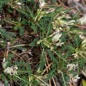 Photographie n°2316923 du taxon Astragalus greuteri Bacch. & Brullo [2006]