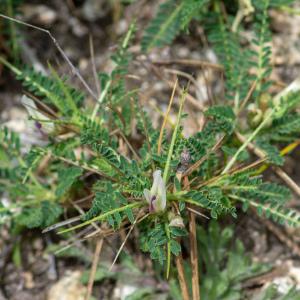 Photographie n°2316926 du taxon Astragalus greuteri Bacch. & Brullo [2006]