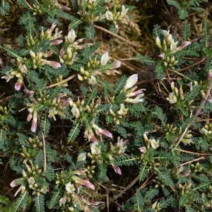 Photographie n°2316928 du taxon Astragalus greuteri Bacch. & Brullo [2006]