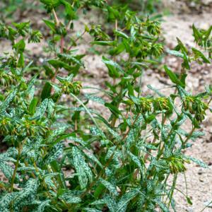 Photographie n°2316940 du taxon Cerinthe tenuiflora Bertol. [1836]