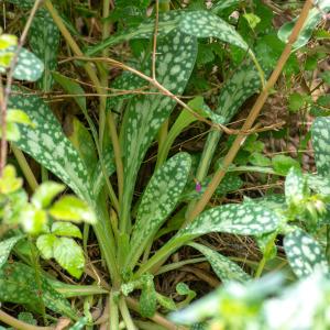 Photographie n°2316945 du taxon Cerinthe tenuiflora Bertol. [1836]