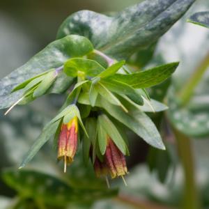 Photographie n°2316947 du taxon Cerinthe tenuiflora Bertol. [1836]