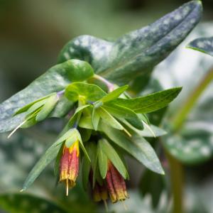 Photographie n°2316949 du taxon Cerinthe tenuiflora Bertol. [1836]