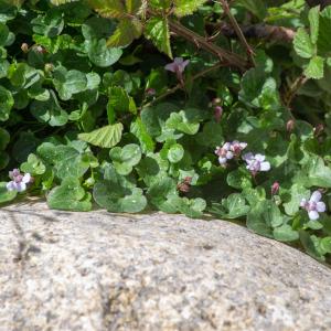 Photographie n°2316971 du taxon Cymbalaria aequitriloba (Viv.) A.Chev. [1937]