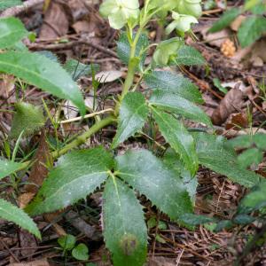 Photographie n°2316986 du taxon Helleborus argutifolius Viv. [1824]