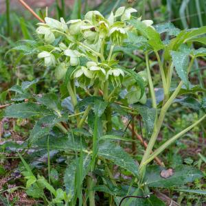 Photographie n°2316987 du taxon Helleborus argutifolius Viv. [1824]