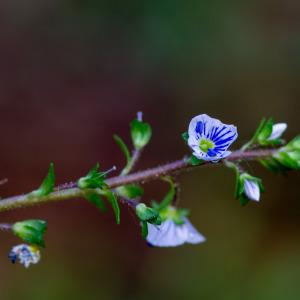 Photographie n°2317003 du taxon Veronica serpyllifolia subsp. serpyllifolia 