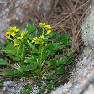 Photographie n°2317069 du taxon Barbarea rupicola Moris [1827]