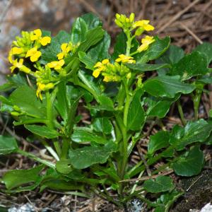 Photographie n°2317070 du taxon Barbarea rupicola Moris [1827]