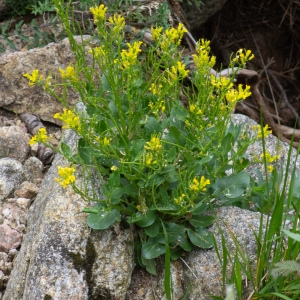 Photographie n°2317073 du taxon Barbarea rupicola Moris [1827]