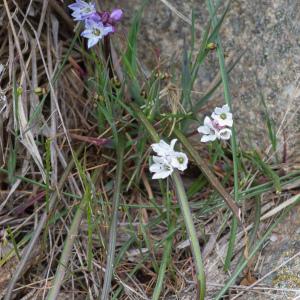 Photographie n°2317081 du taxon Brimeura fastigiata (Viv.) Chouard