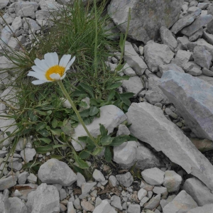 Photographie n°2317098 du taxon Leucanthemum ircutianum DC. [1838]