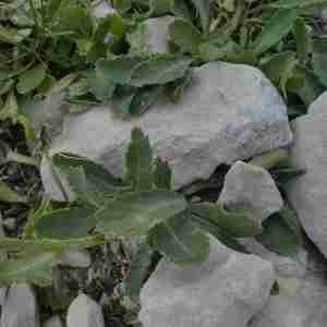 Photographie n°2317099 du taxon Leucanthemum ircutianum DC. [1838]