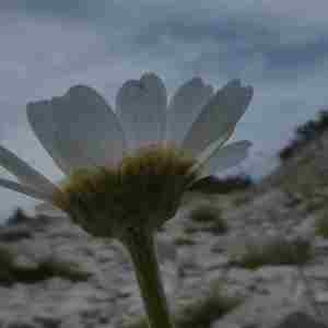 Photographie n°2317100 du taxon Leucanthemum ircutianum DC. [1838]