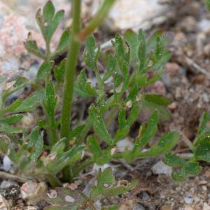 Photographie n°2317151 du taxon Ranunculus paludosus Poir. [1789]