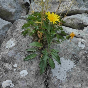  - Hieracium humile Jacq. [1777]