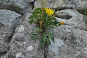 Claude Viquesnel, le 11 juillet 2019 (84340 Beaumont-du-Ventoux, France (Mont Ventoux))