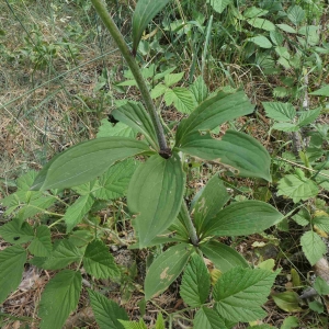 Photographie n°2317167 du taxon Lilium martagon L.