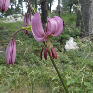 Photographie n°2317168 du taxon Lilium martagon L.