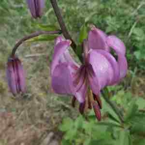 Photographie n°2317169 du taxon Lilium martagon L.