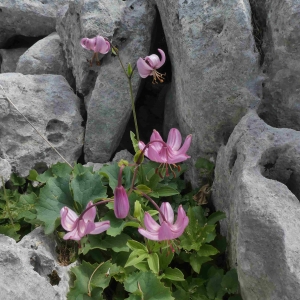 Photographie n°2317171 du taxon Lilium martagon L.