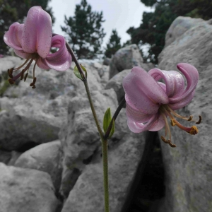 Photographie n°2317172 du taxon Lilium martagon L.