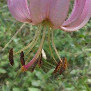 Photographie n°2317173 du taxon Lilium martagon L.