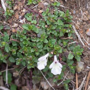 Photographie n°2317175 du taxon Stachys corsica Pers. [1806]
