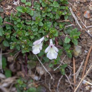 Photographie n°2317176 du taxon Stachys corsica Pers. [1806]