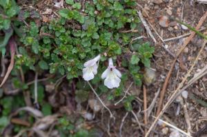 Jean-Jacques Houdré, le 11 mai 2019 (Zonza (Col de Bavella))
