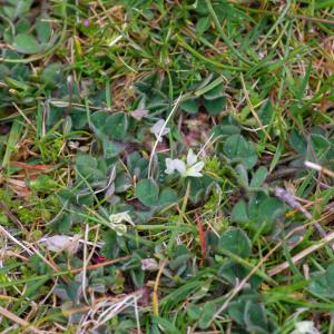 Photographie n°2317184 du taxon Trifolium subterraneum L. [1753]