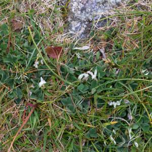 Photographie n°2317185 du taxon Trifolium subterraneum L. [1753]