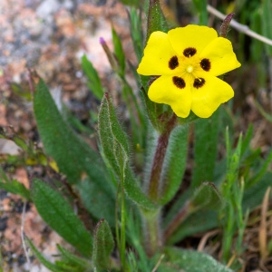 Photographie n°2317187 du taxon Tuberaria guttata (L.) Fourr. [1868]