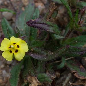 Photographie n°2317189 du taxon Tuberaria guttata (L.) Fourr. [1868]