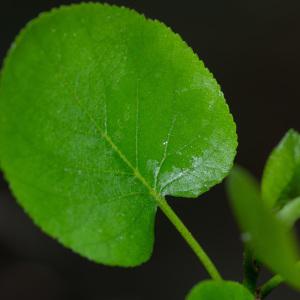 Photographie n°2317206 du taxon Alnus cordata (Loisel.) Duby [1828]