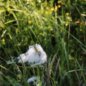 Photographie n°2317226 du taxon Eriophorum vaginatum L. [1753]