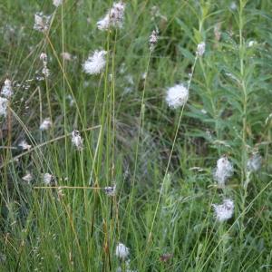 Photographie n°2317228 du taxon Eriophorum vaginatum L. [1753]