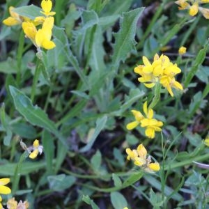 Photographie n°2317235 du taxon Genista sagittalis L.