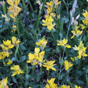 Photographie n°2317236 du taxon Genista sagittalis L.