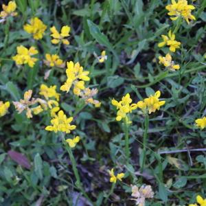 Photographie n°2317237 du taxon Genista sagittalis L.
