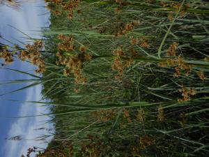 Anny Raim, le  8 juillet 2019 (38690 Le Grand-Lemps, France (Etang du Grand Lemps))